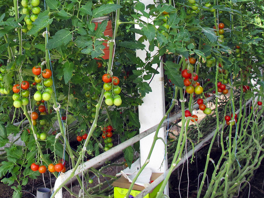 Organic tomatoes grow on vines in a greenhouse.